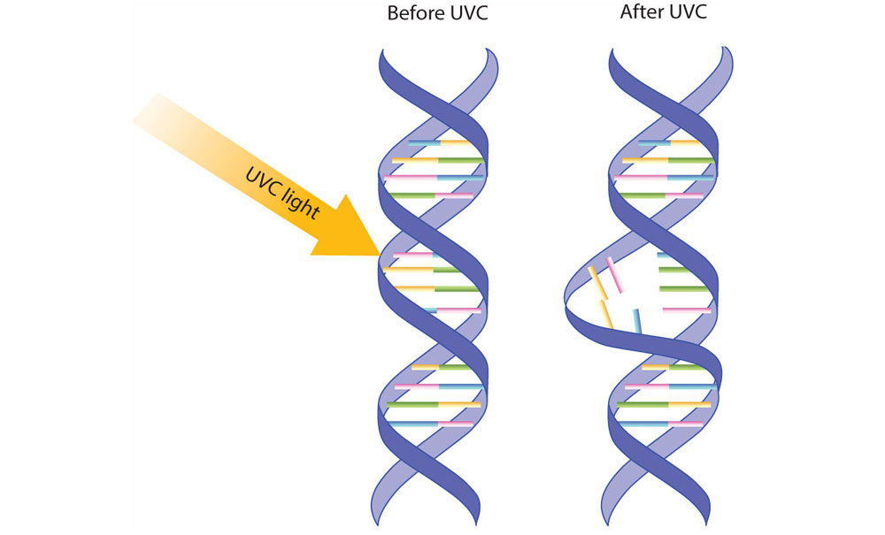 dna after uvc light