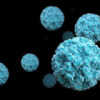 norovirus